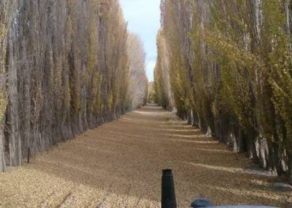 Pellets de avena y alfalfa salen de una planta piloto en Gobernador Gregores