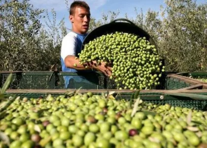 Workers collect olives in an olive grove in La Rioja